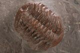 Red Morocops Trilobite - Hmar Laghdad, Morocco #328629-3